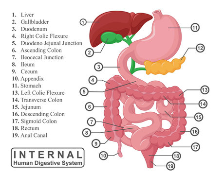The Part Of Internal Human Digestive System IllustratioN