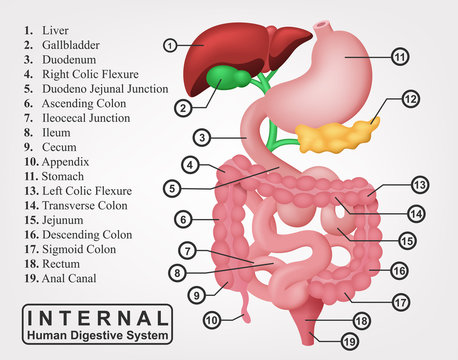 The Part Of Internal Human Digestive System IllustratioN