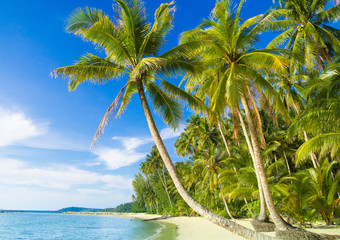 Fototapeta na wymiar Beautiful Beach Palm Panorama