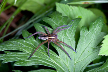 Raft spider, dolomedes fimbriatus on a green leaf