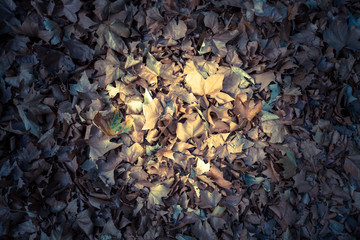 autumn leaves illuminated by a ray. background