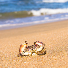 On the Shore Cute Animal