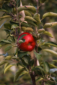 Knallroter Apfel