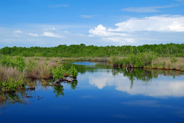 Obraz na płótnie Canvas Everglades III