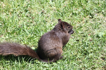Squirrel, Black