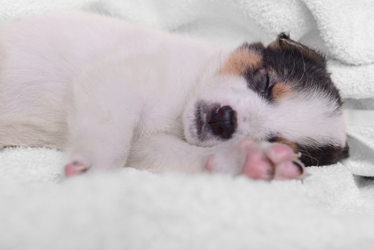 puppy on a white blanket