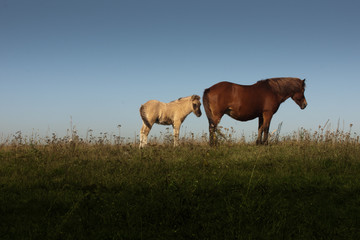 Pferde am Horizont