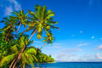 Fototapeta na wymiar Rest in Paradise - Malediven - Himmel, Strand und Palmen