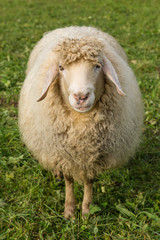 Naklejka premium Schaf auf einer grünen Wiese
