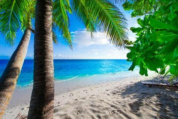 Fototapeta na wymiar Rest in Paradise - Malediven - Palmen am Strand