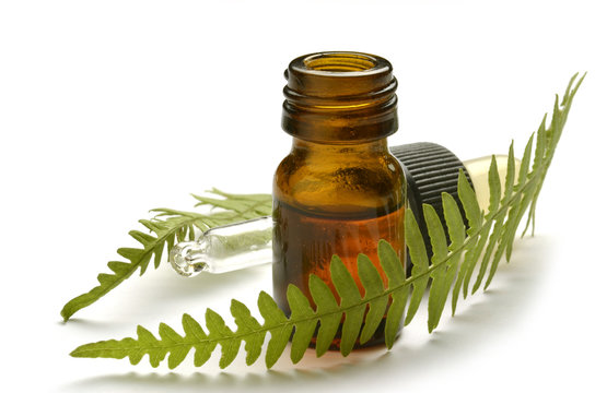 Pteridophyta Pteridophyte シダ植物門 Felce نباتات لازهرية وعائية