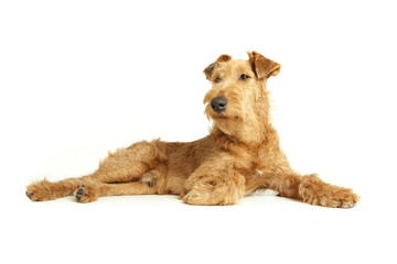 Purebred dog Irish Terrier