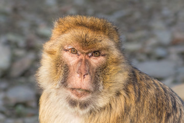 Obraz premium Funny monkey portrait