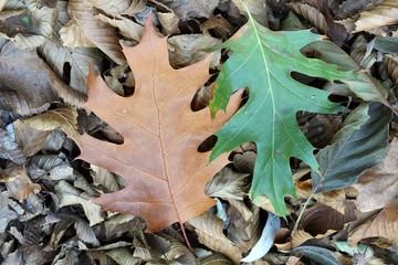 Fallen leaves
