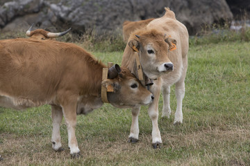 Cow Calf Asturian race