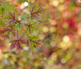 Autumn background. Liquidambar tree.