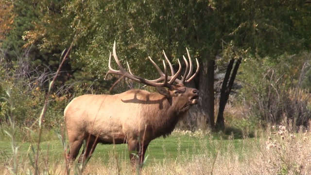 Bull Elk Bugling