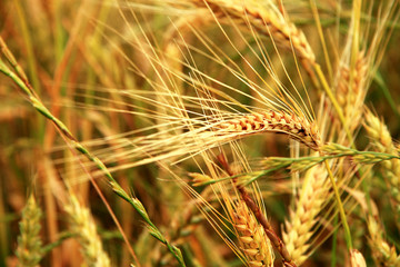 Golden ears on the summer field before harvest