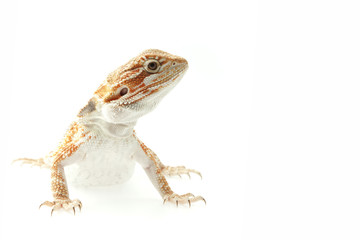 Naklejka premium Pet lizard Bearded Dragon isolated on white, narrow focus