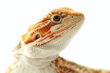 Naklejka premium Pet lizard Bearded Dragon na białym, wąskim fokusie