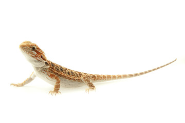 Pet lizard Bearded Dragon isolated on white, narrow focus