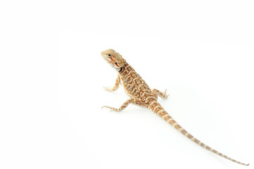 Pet lizard Bearded Dragon isolated on white, narrow focus