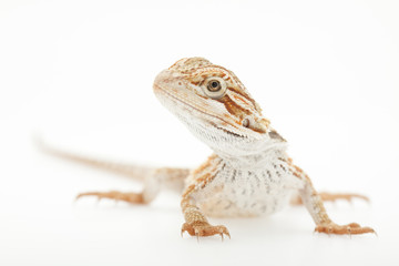 Pet lizard Bearded Dragon isolated on white, narrow focus