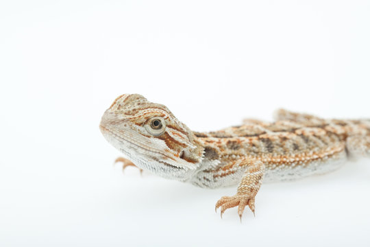 Pet lizard Bearded Dragon isolated on white, narrow focus