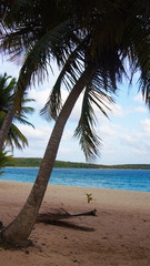 Palmera en Playa de Sun Bay, Puerto Rico