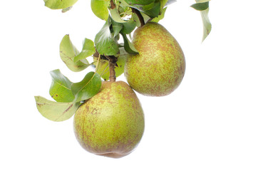 Pears with leaves