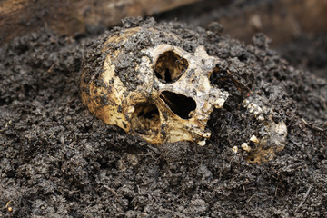 Genuine human skull figured as crime scene, very narrow focus