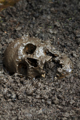 Genuine human skull figured as crime scene, very narrow focus