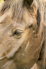 Fototapeta premium Horse head