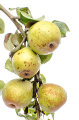 Pears on a branche