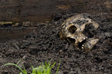 Genuine human skull figured as crime scene, very narrow focus