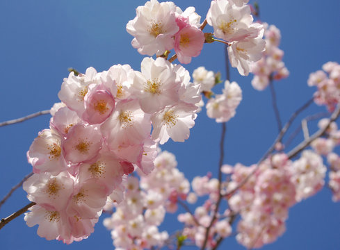 Backlit white cherry blossoms