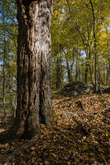 Colorful Autumn Leaves