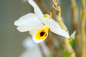 Dendrobium bensoniae, Orchidaceae, Cambodia, Thailand, Myanmar