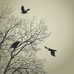 crows