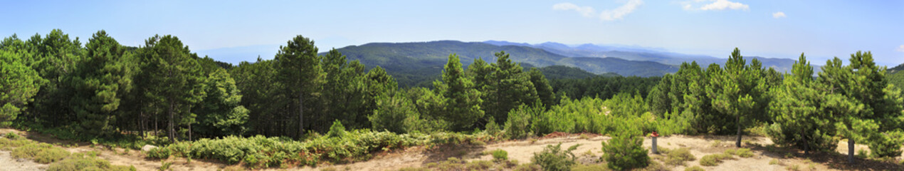 Fototapeta na wymiar Beautiful panorama of pine trees on a mountain top.