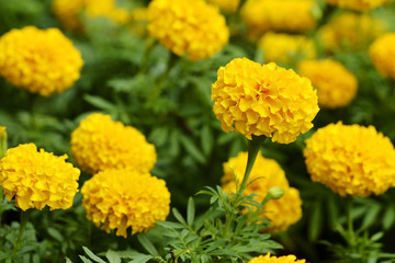 yellow bloom marigold farm background wallpaper
