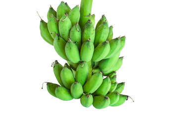 Banana bunch on tree isolated