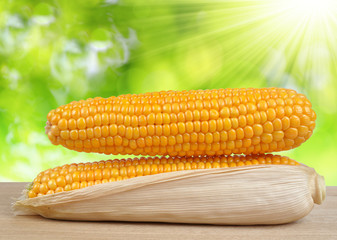 ripe ears of corn on green background