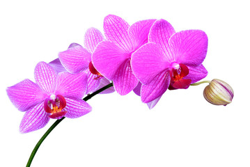 Closeup of a purple orchid isolated on white
