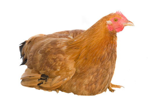 Brown hen isolated on white