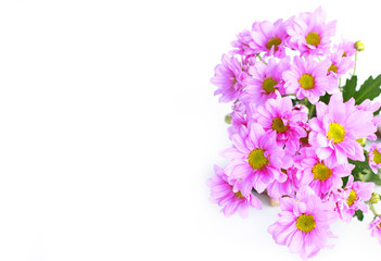 Obraz na płótnie Canvas pink chrysanthemum - Stock Image