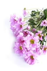pink chrysanthemum - Stock Image