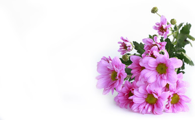 Fototapeta na wymiar pink chrysanthemum - Stock Image