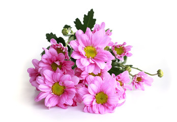 pink chrysanthemum - Stock Image
