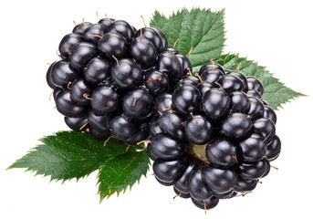 Blackberries with leaves isolated over white.